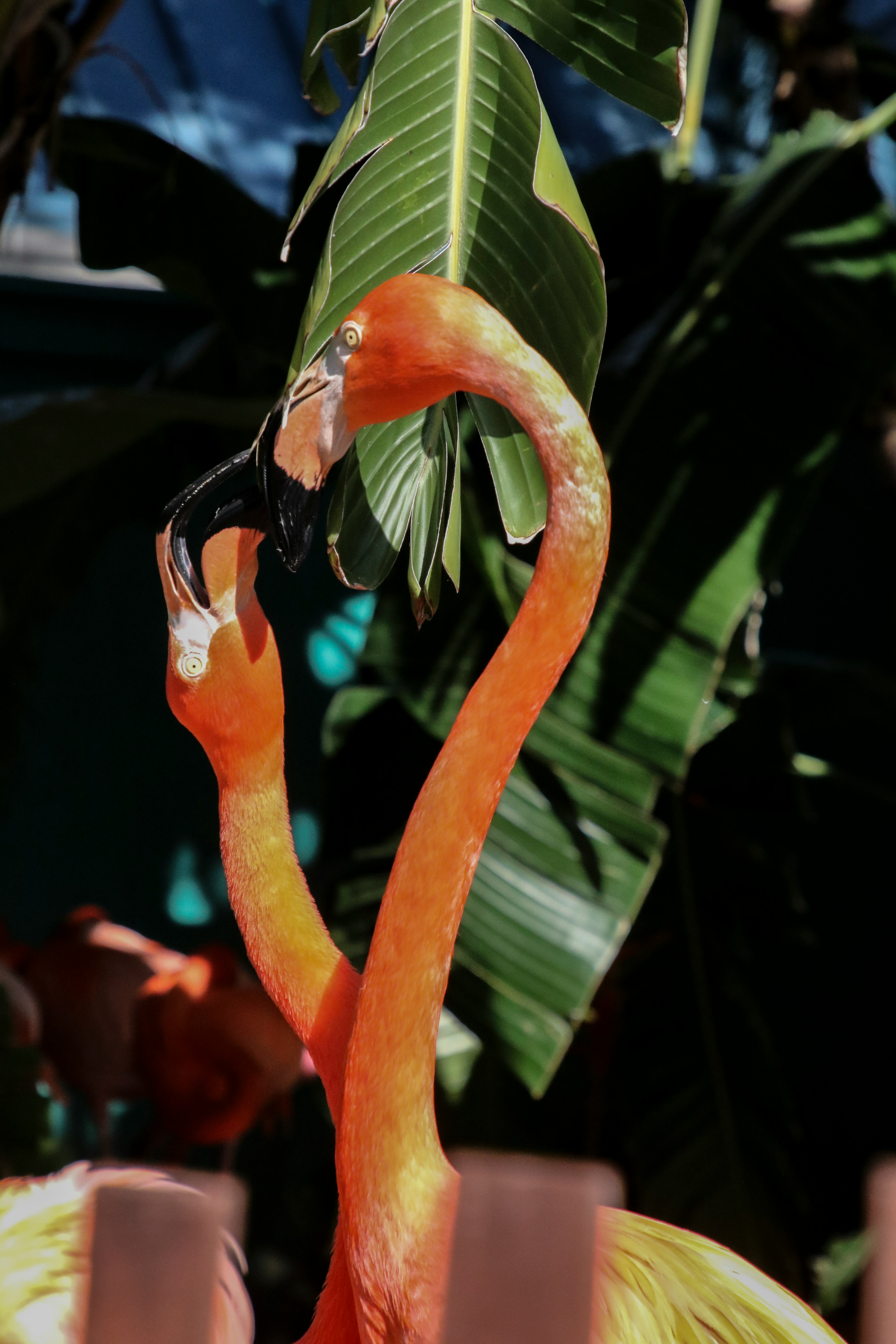 orange flamingo in close up photography